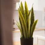 Apartman Folletto